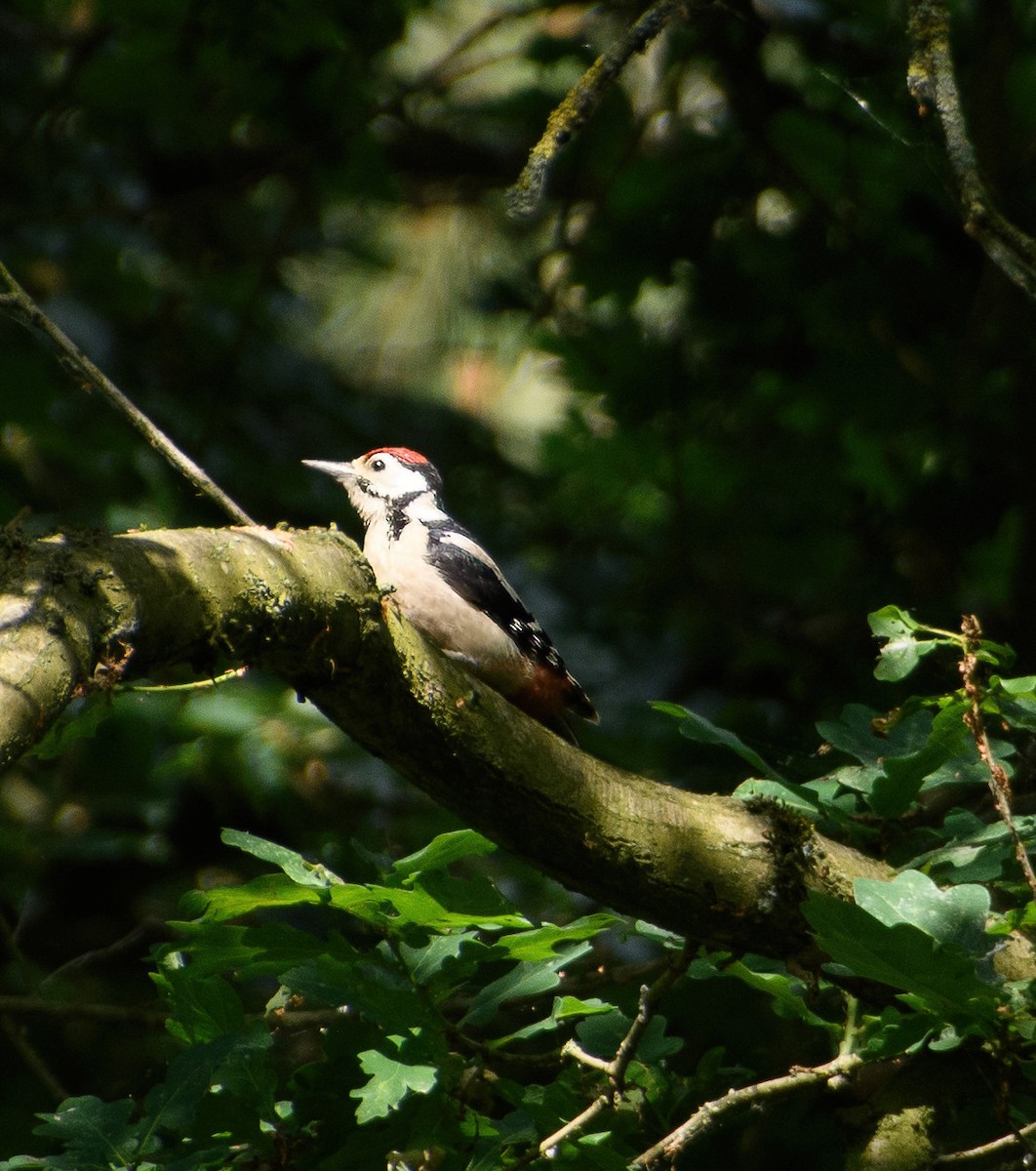 Great Spotted Woodpecker - ML588430041