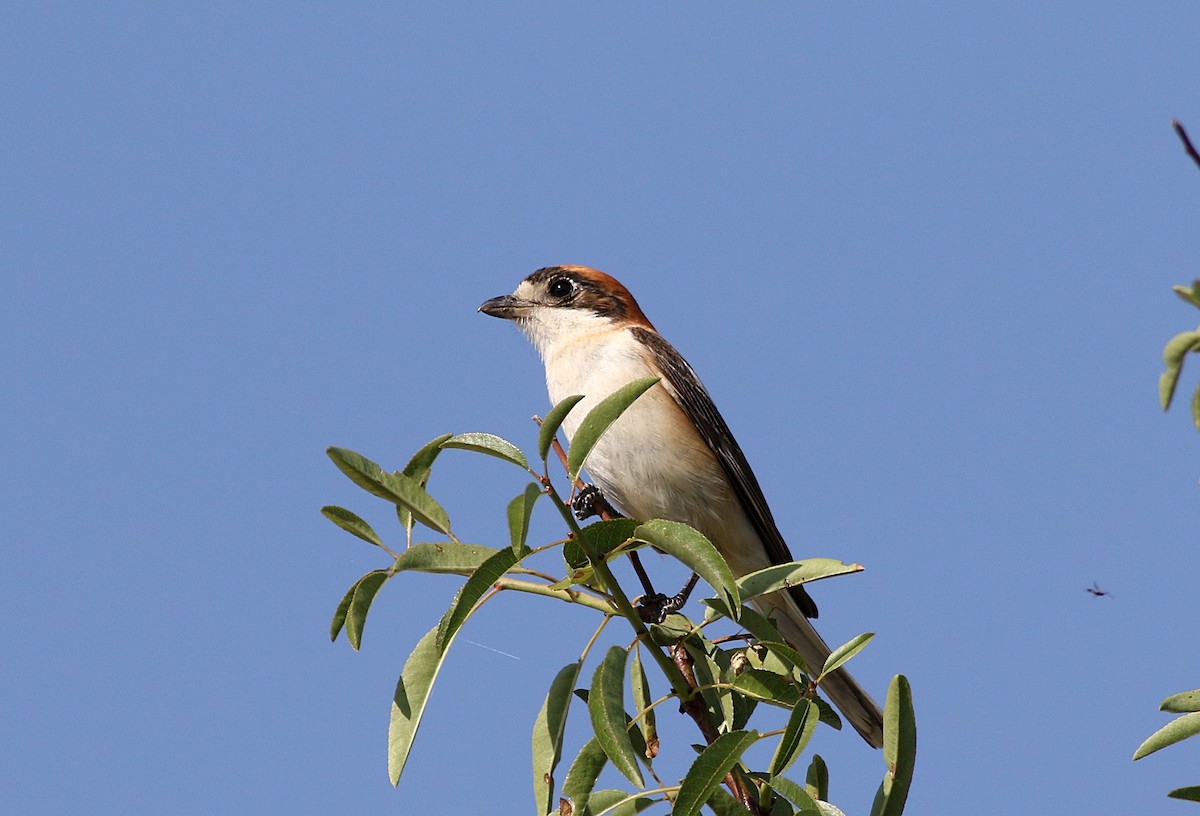 Woodchat Shrike - ML588430201