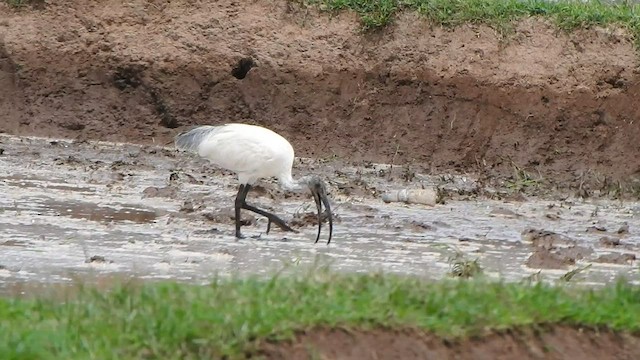ibis černohlavý - ML588430211