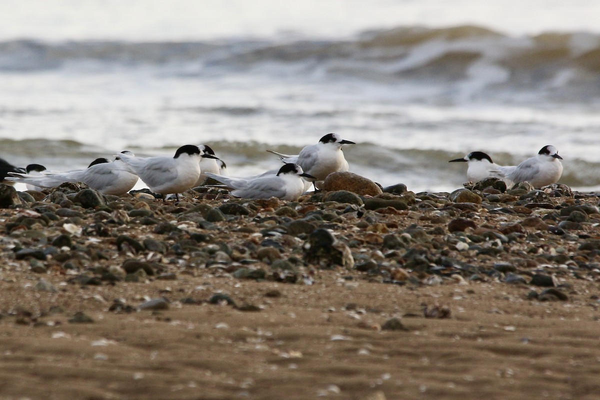 White-fronted Tern - ML588431271