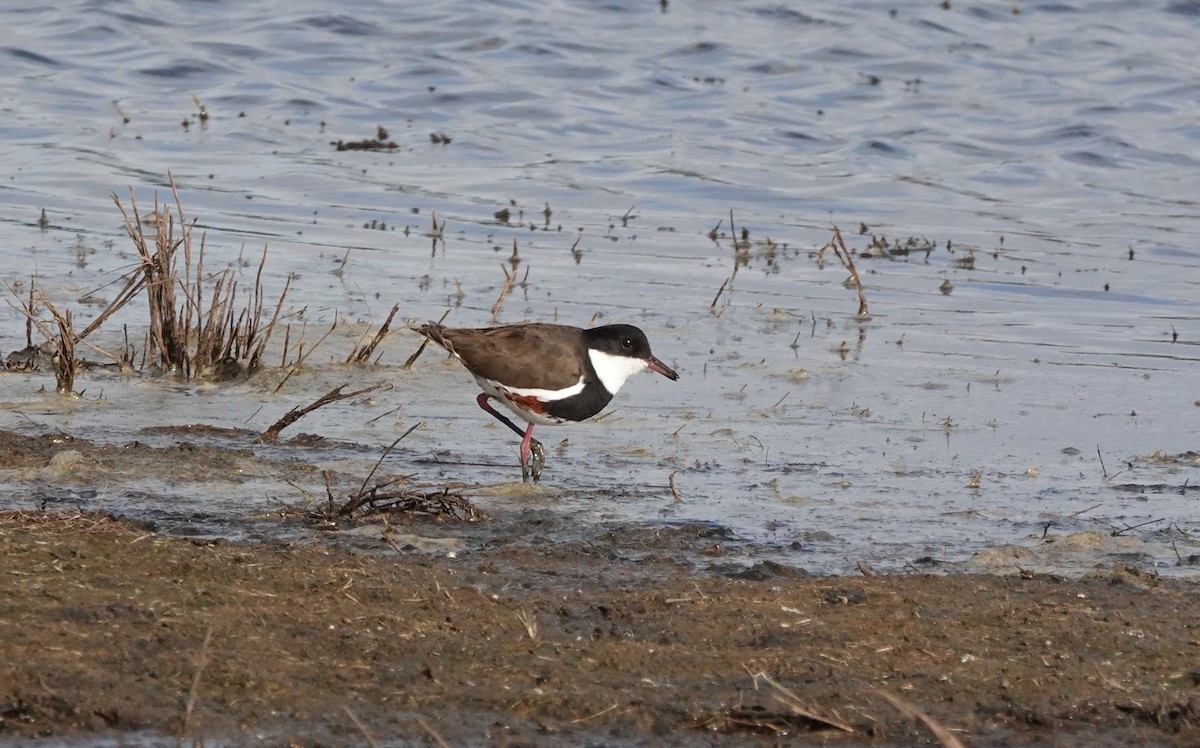 Red-kneed Dotterel - ML588431311