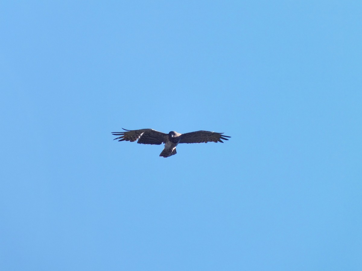 Short-toed Snake-Eagle - ML58843141