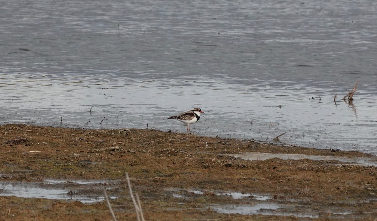 Black-fronted Dotterel - ML588431411