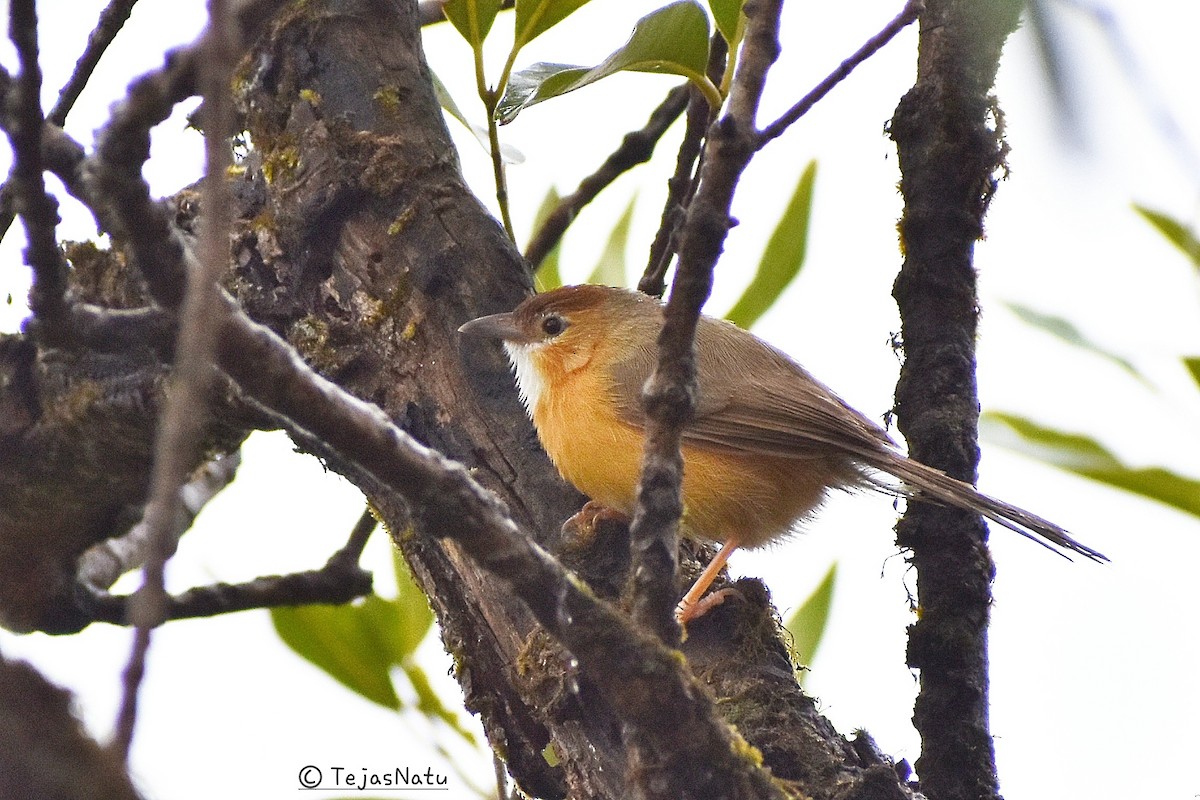 Tawny-bellied Babbler - Tejas Natu