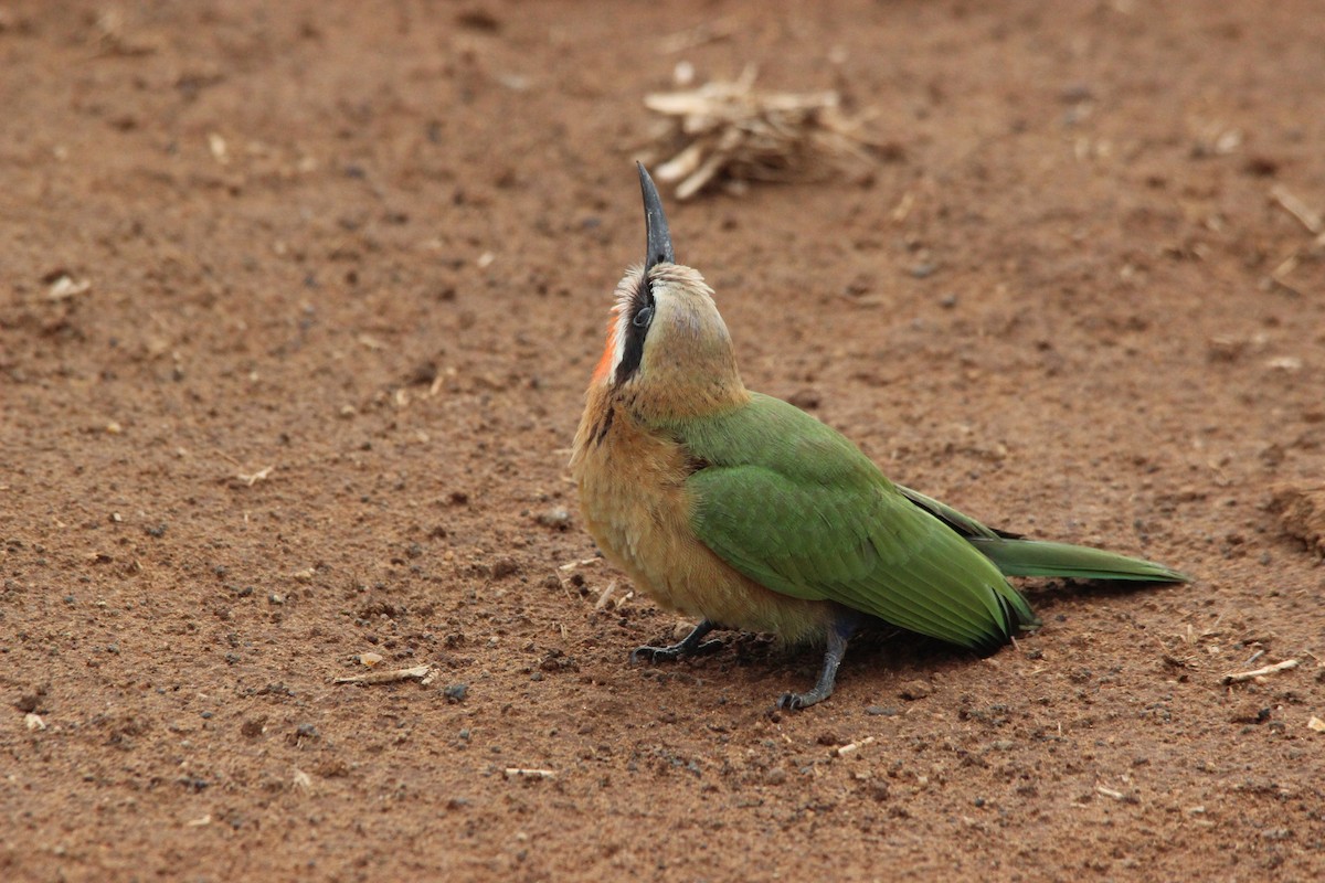 White-fronted Bee-eater - Carla Du Toit