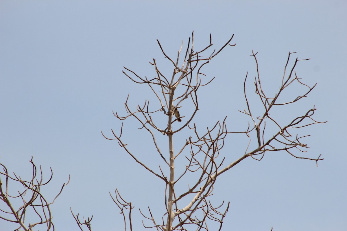 Arabian Warbler - ML58843221