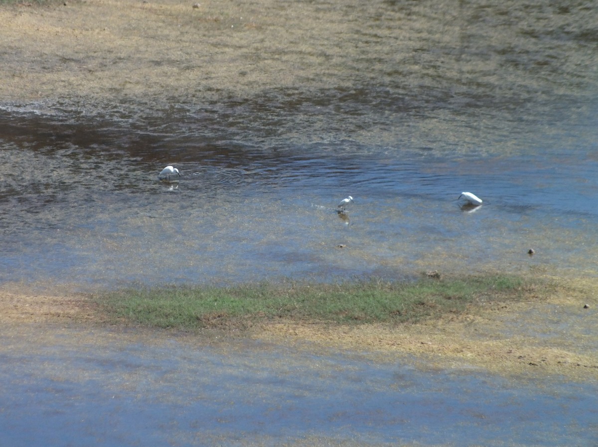 Little Egret - ML58843311