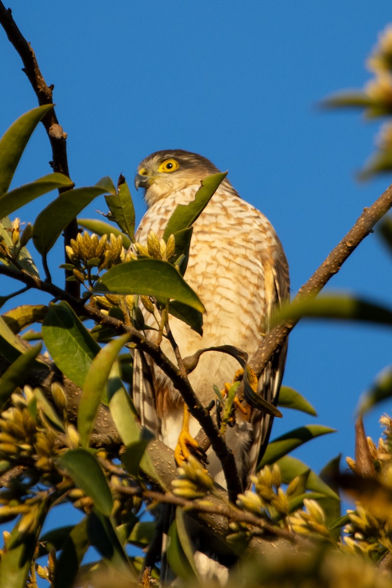 Sharp-shinned Hawk - ML588433571