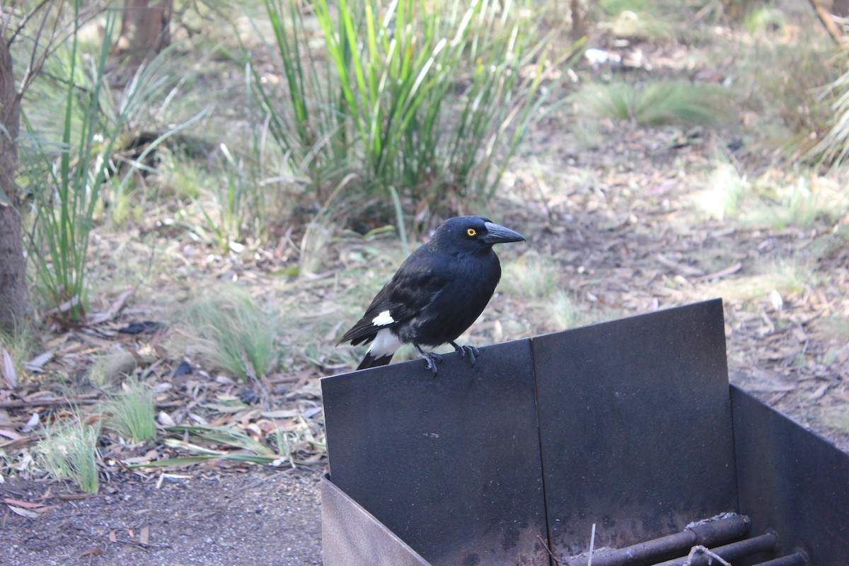 Pied Currawong - ML588433941