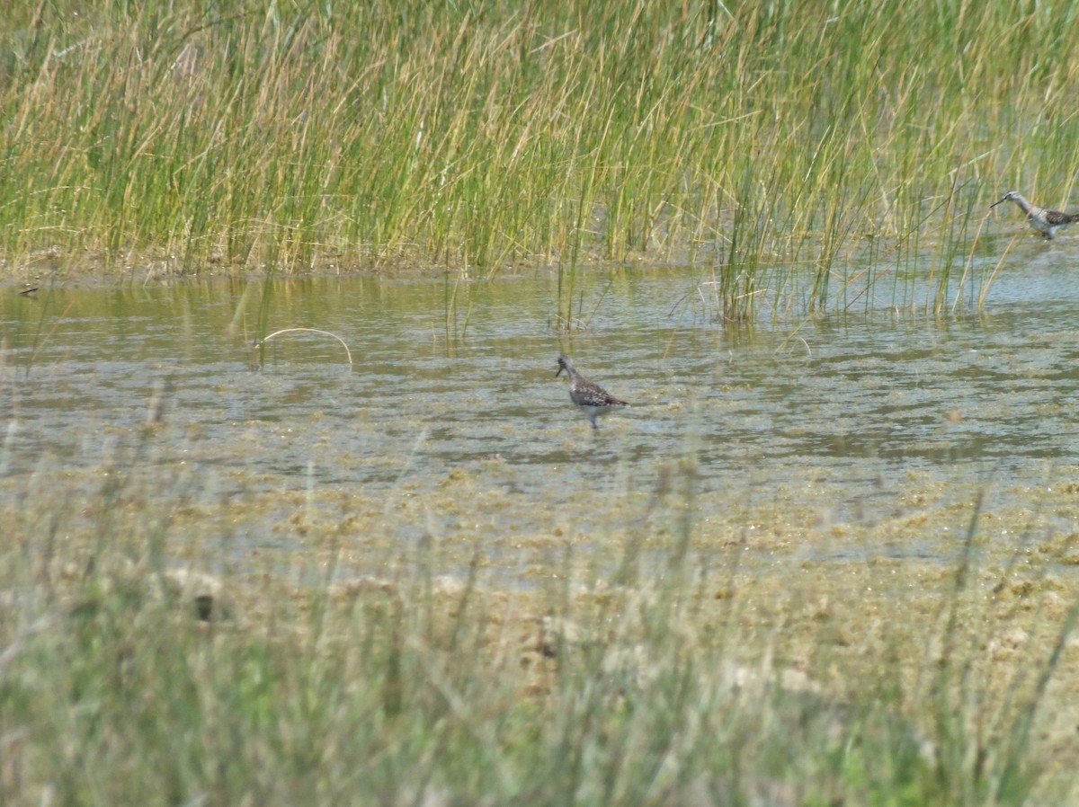 Wood Sandpiper - ML58843451