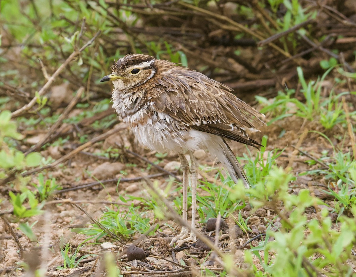 Three-banded Courser - John Gregory