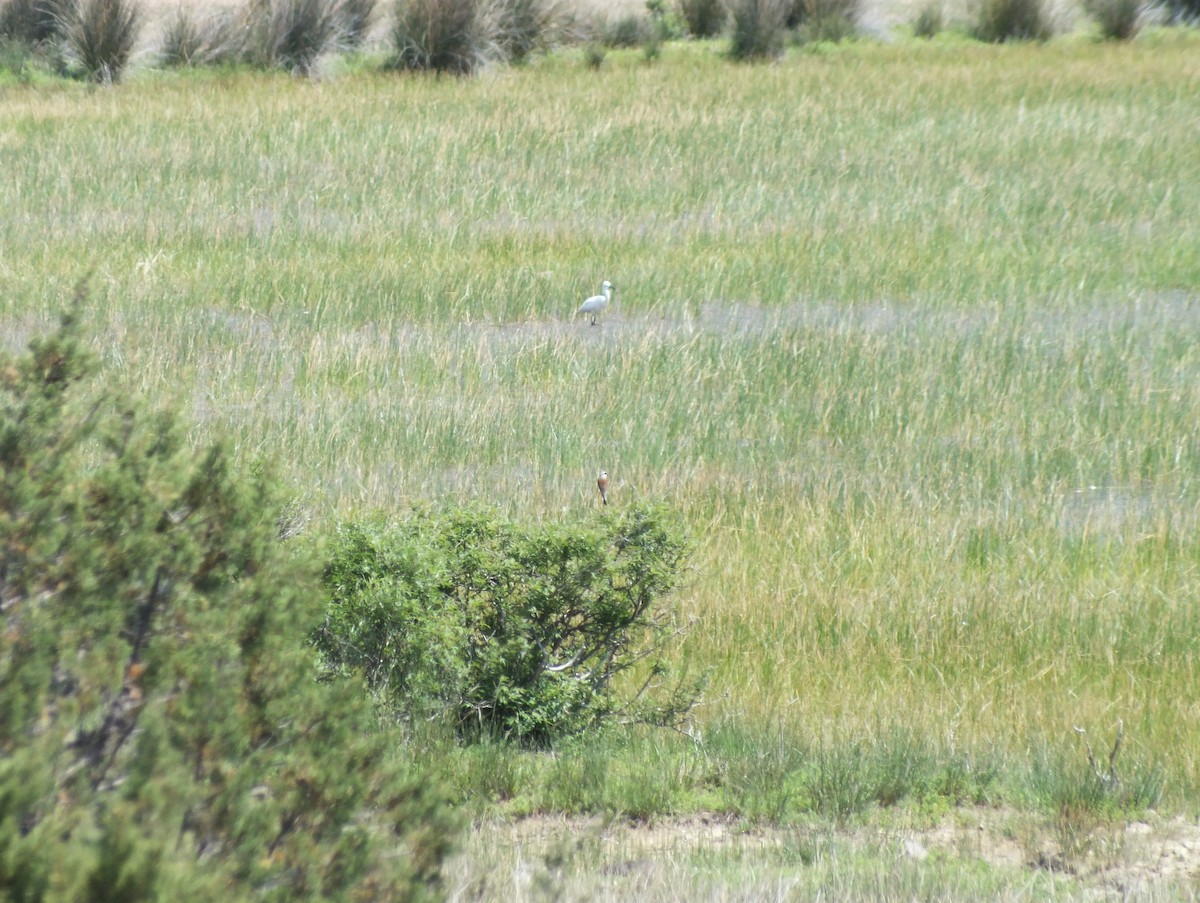 Red-backed Shrike - ML58843501