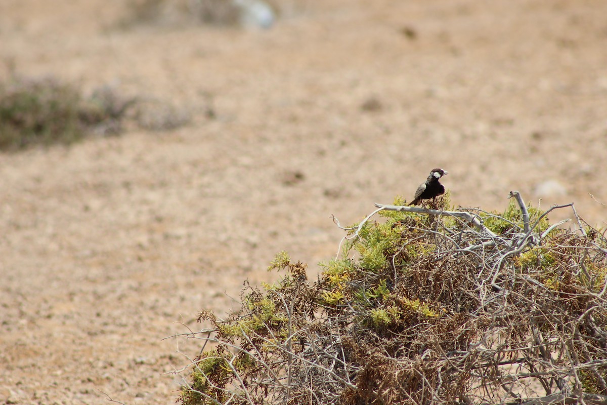 Black-crowned Sparrow-Lark - William Lewis