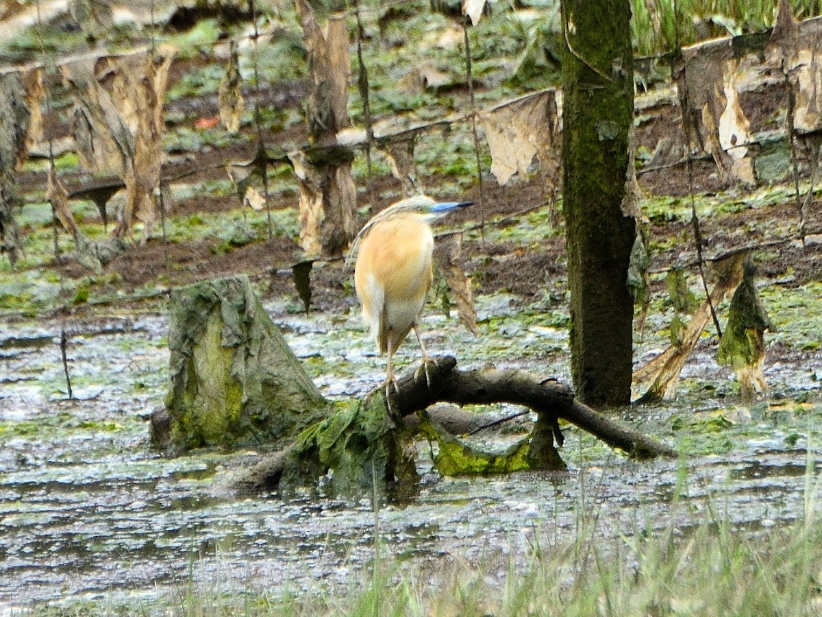 Squacco Heron - Mikel Mendia