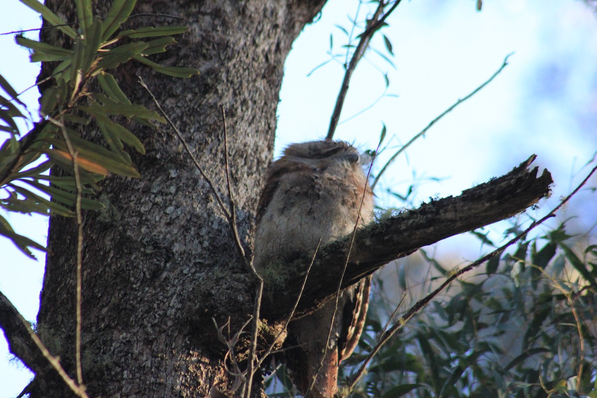 Tawny Frogmouth - ML588437441