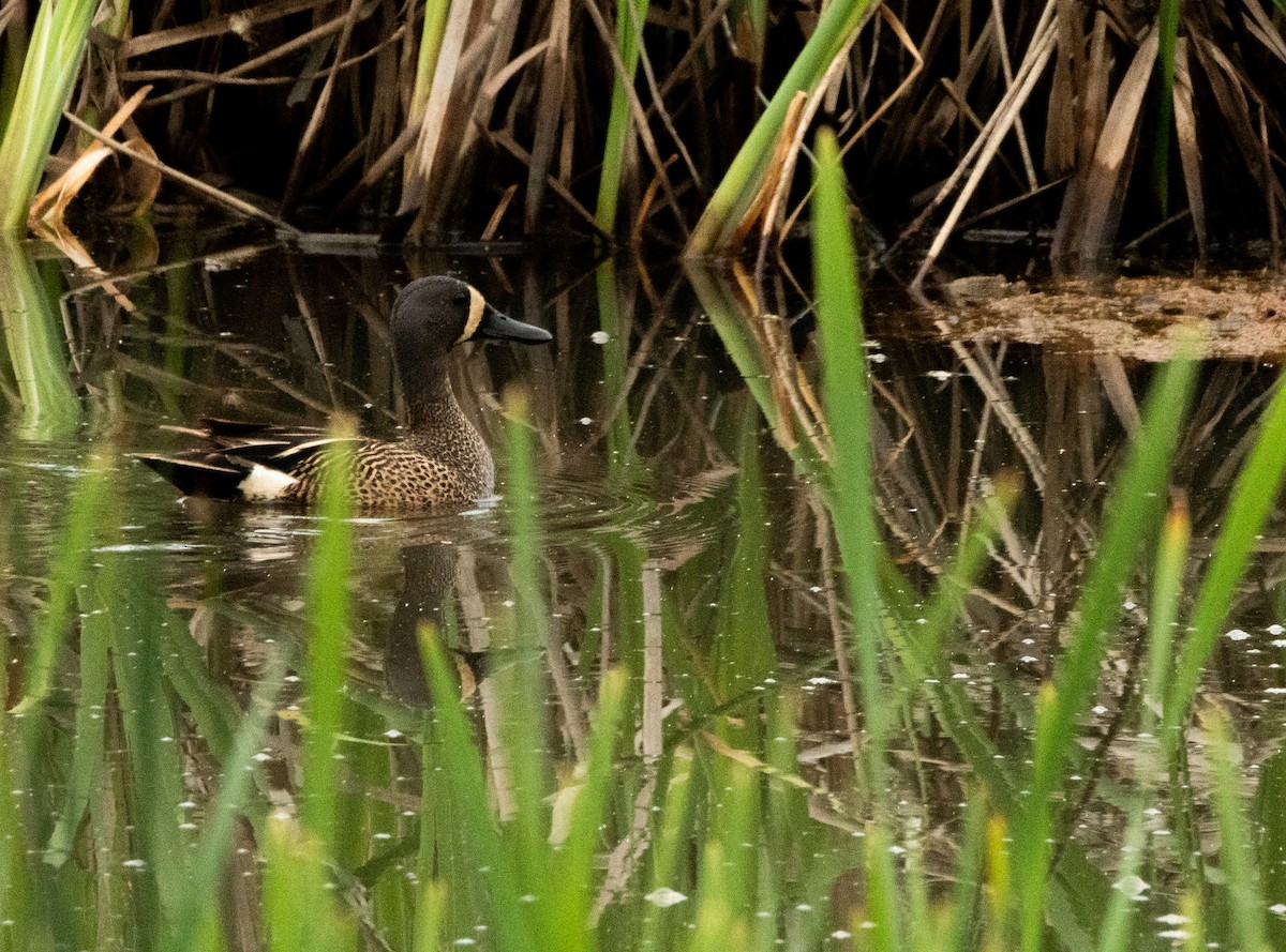 Blue-winged Teal - ML588438551