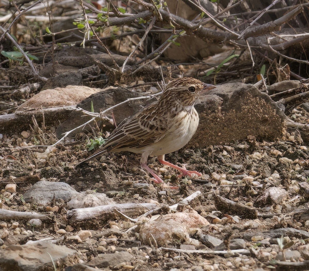 Friedmann's Lark - ML588438641