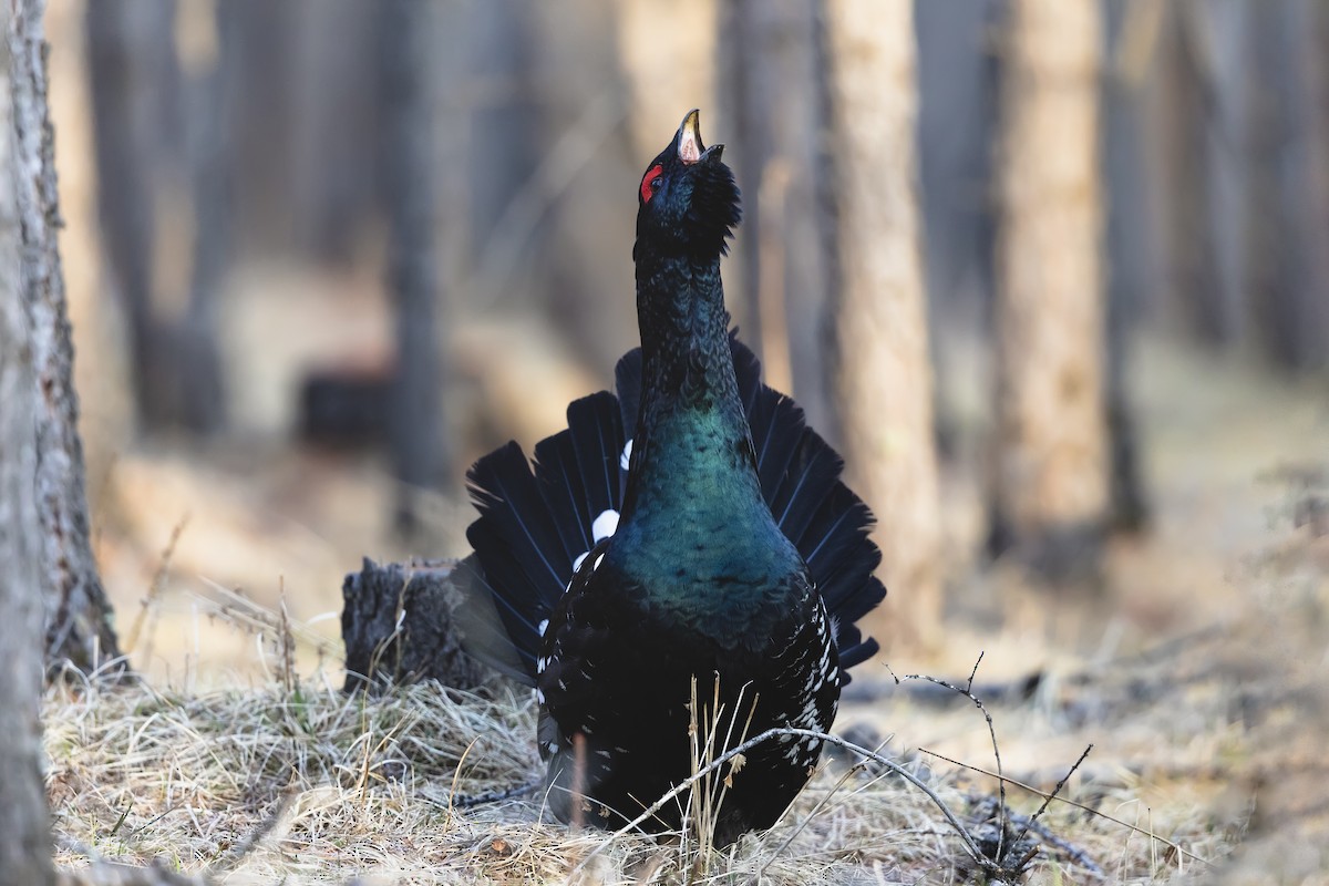 Black-billed Capercaillie - ML588439701