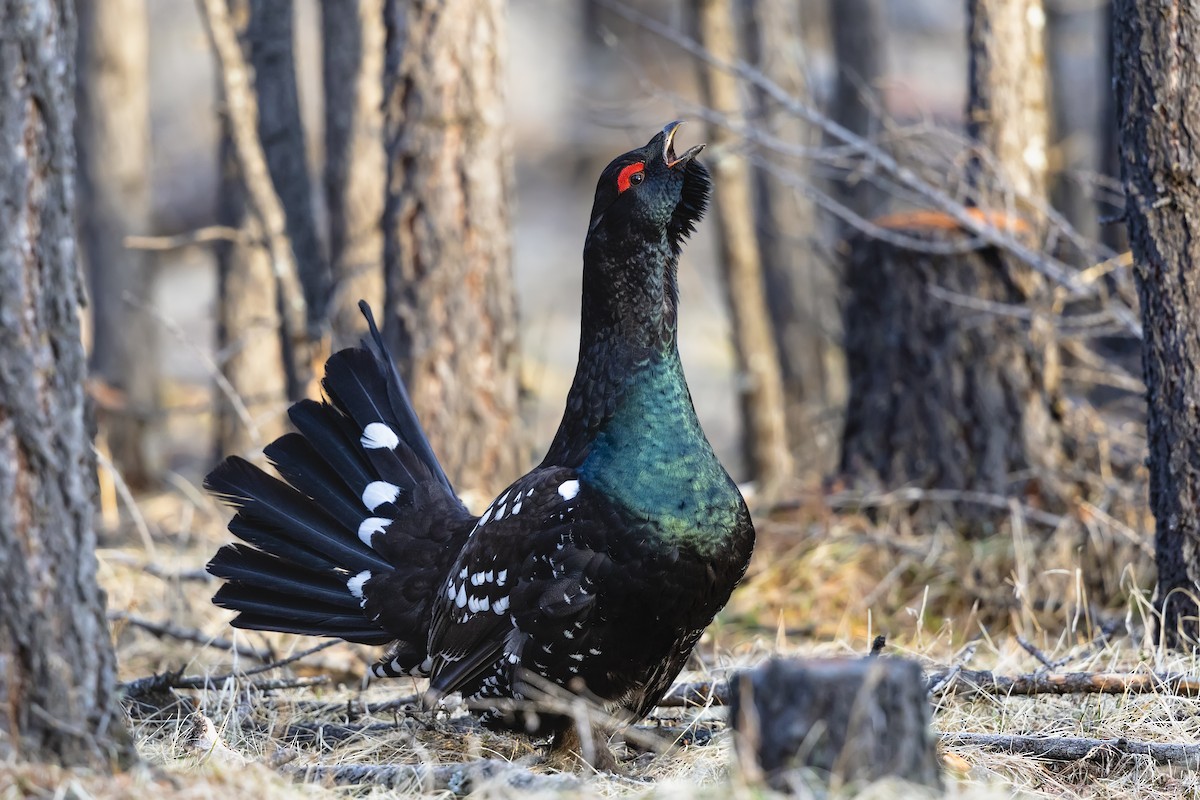 Black-billed Capercaillie - ML588439751