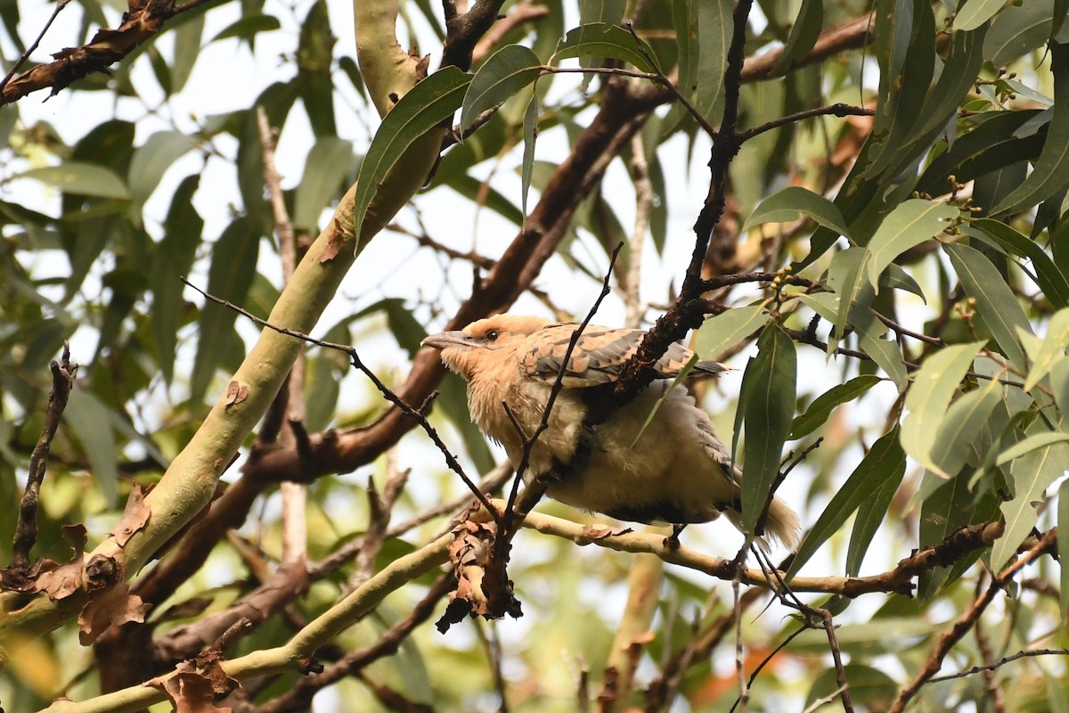 Channel-billed Cuckoo - ML588439851