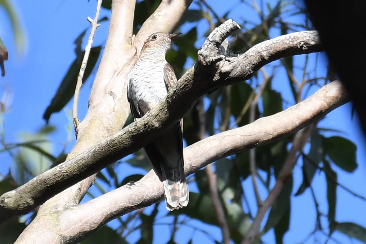 Brush Cuckoo (Australasian) - ML588439901
