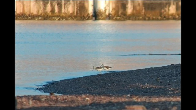 Common Greenshank - ML588440341