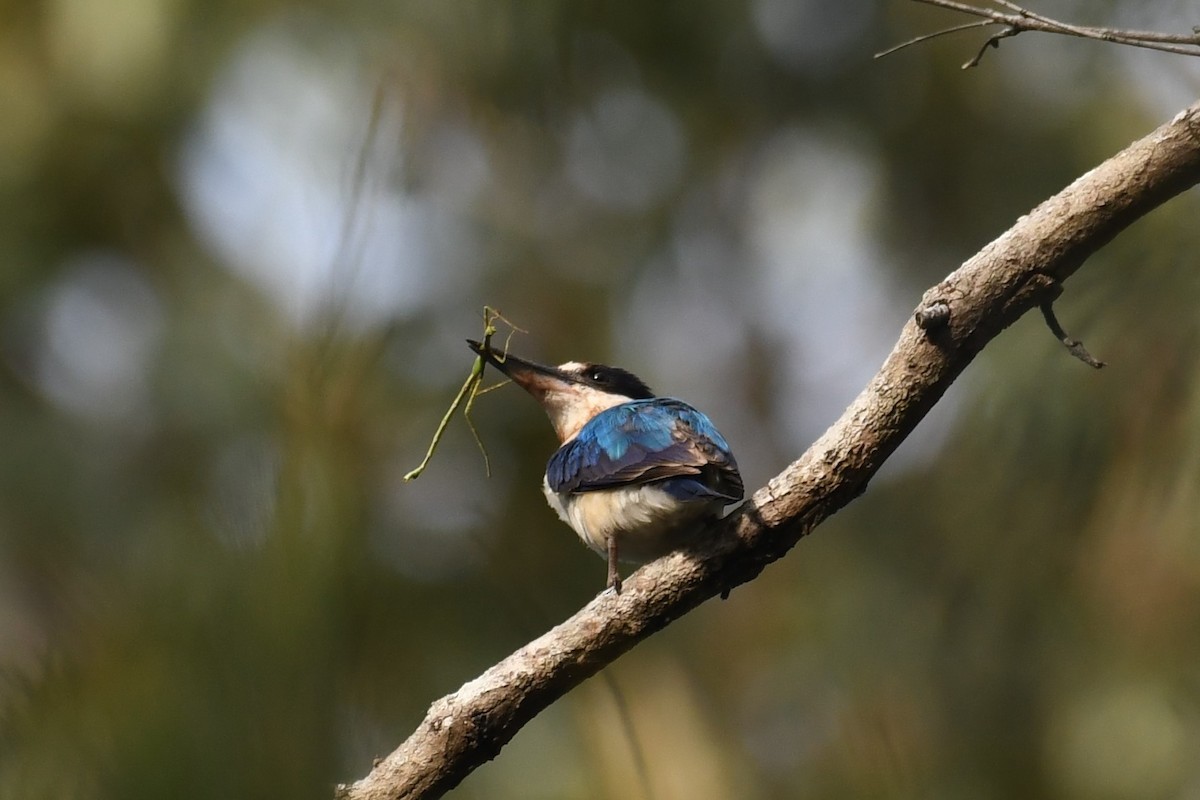 Forest Kingfisher - ML588440841