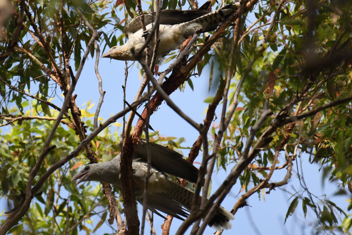 Channel-billed Cuckoo - ML588441351