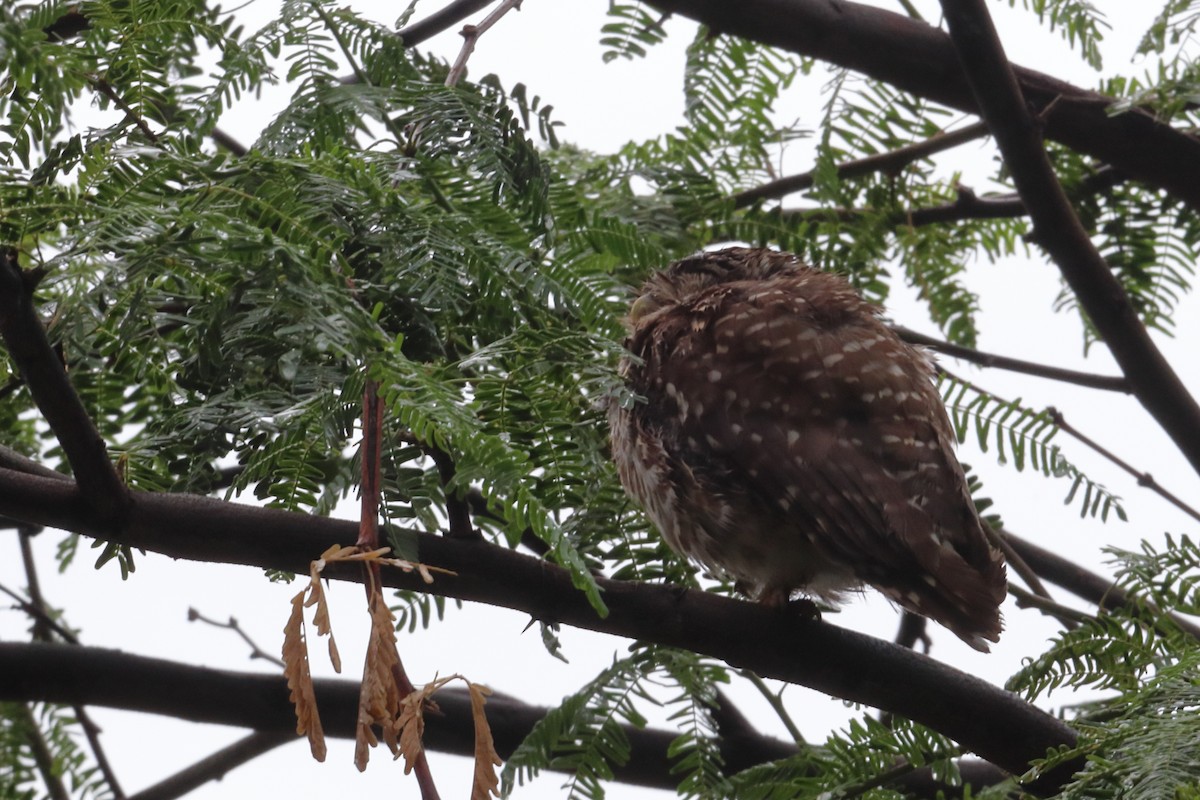 Spotted Owlet - ML588441371
