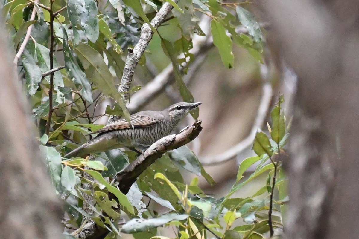 Common Cicadabird - ML588441621