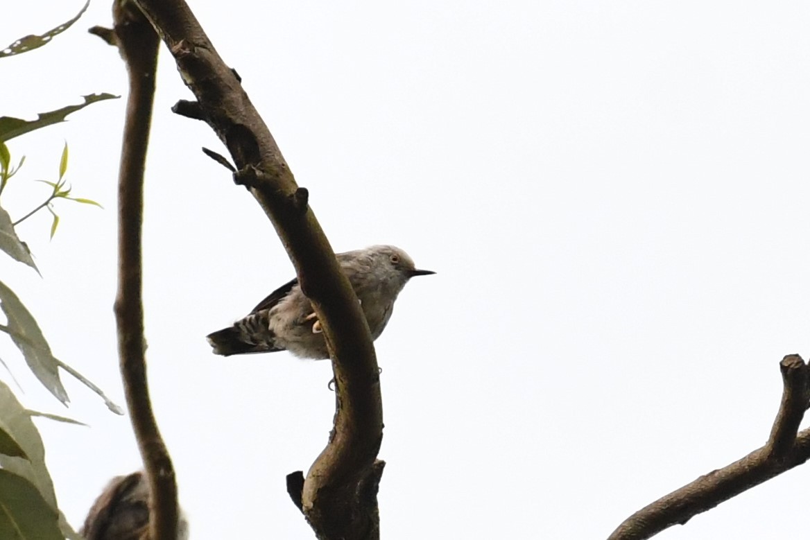 Varied Sittella (White-headed) - ML588441661