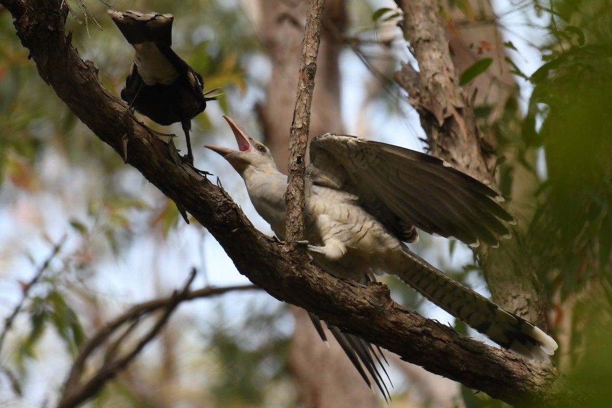 Channel-billed Cuckoo - ML588441851