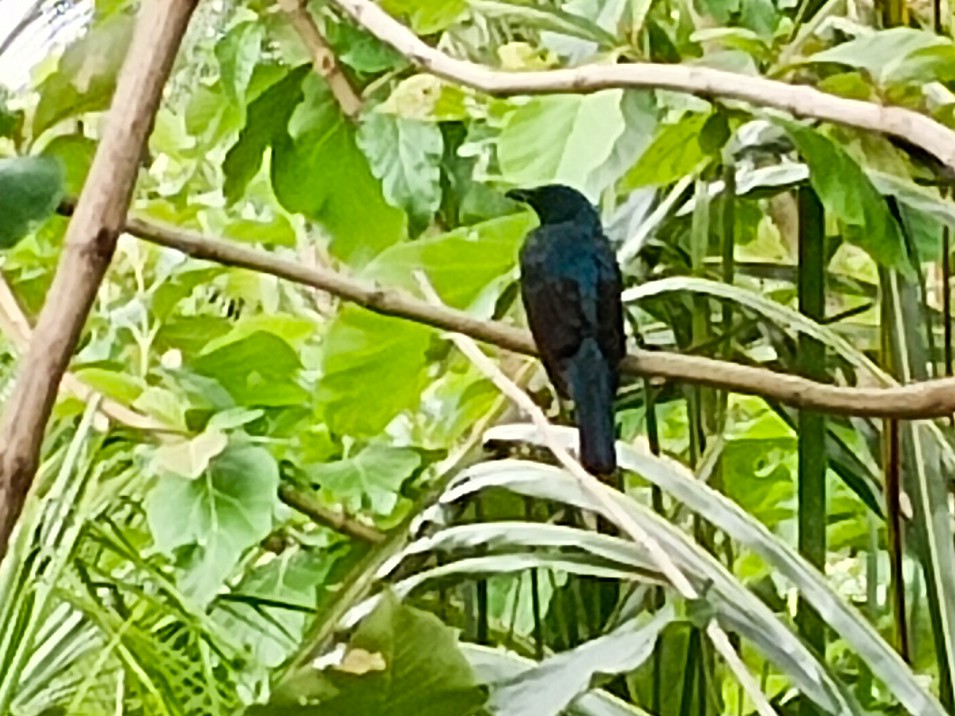Asian Fairy-bluebird - ML588442231