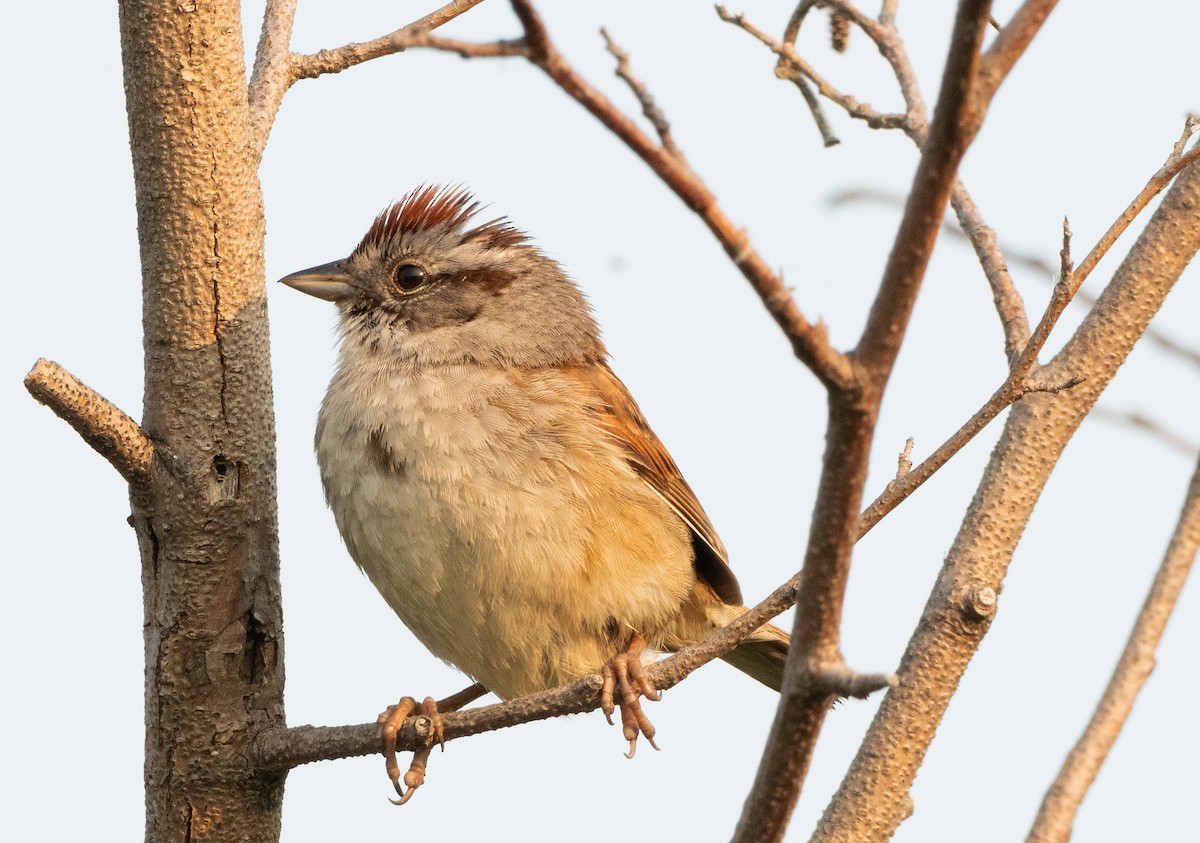 Swamp Sparrow - ML588442611