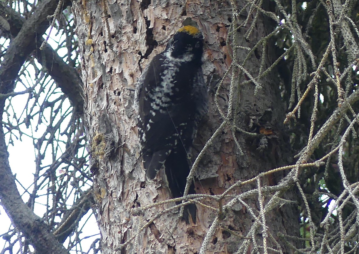 American Three-toed Woodpecker (Northwest) - Leslie Sours