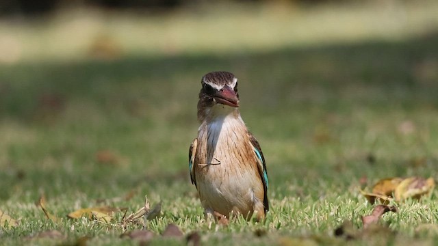 Martin-chasseur à tête brune - ML588444851