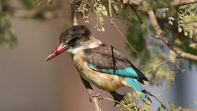 Brown-hooded Kingfisher - ML588444861