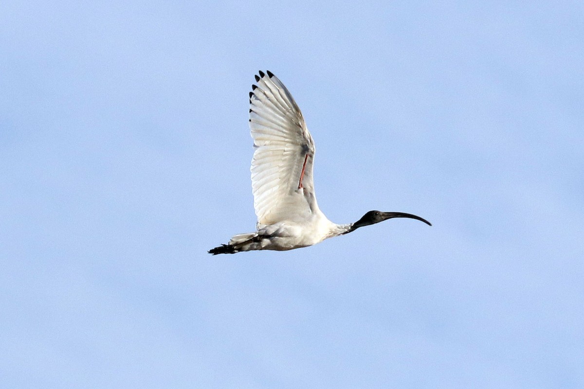 Australian Ibis - Roger Giller