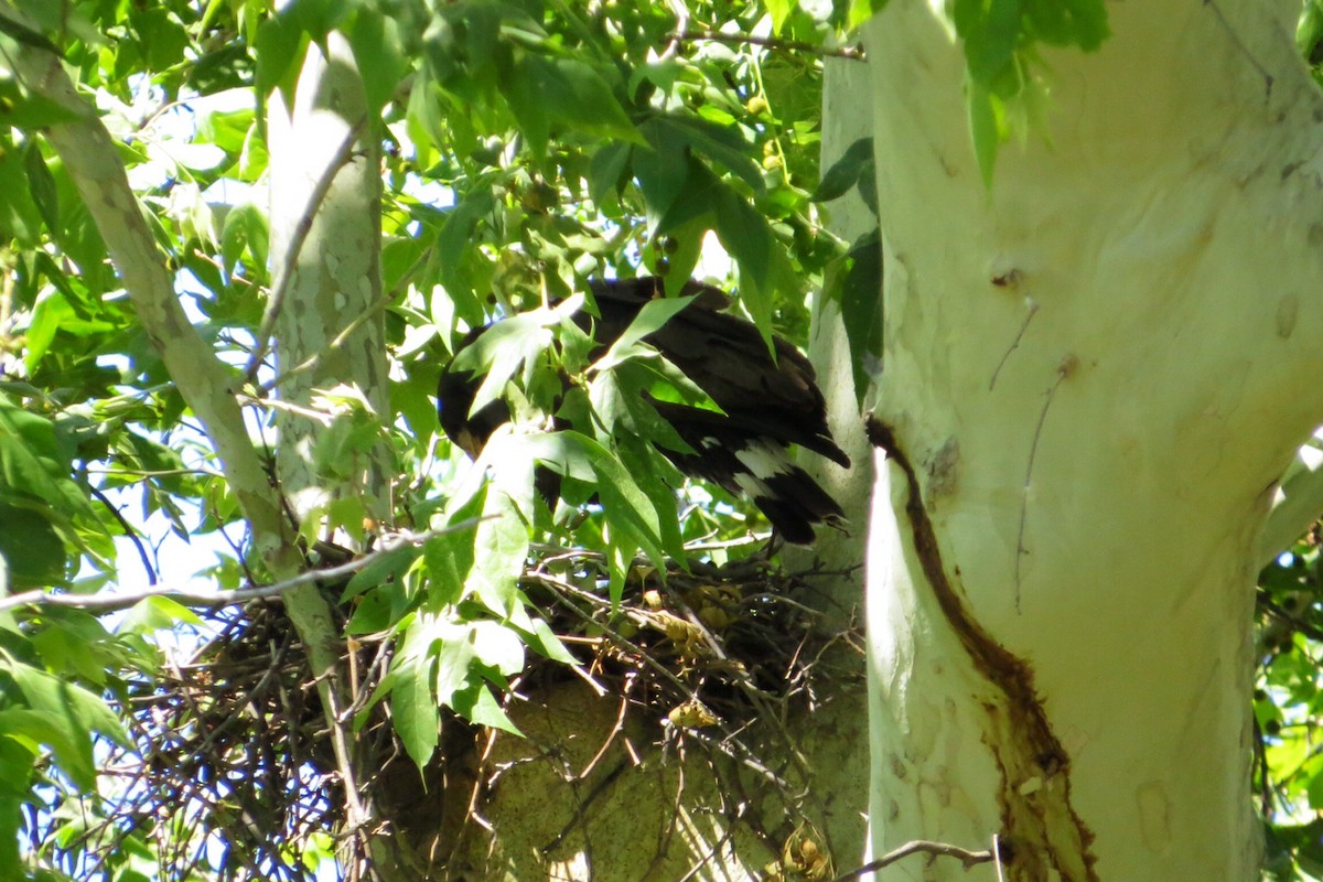 Common Black Hawk - Jeanne  Burns