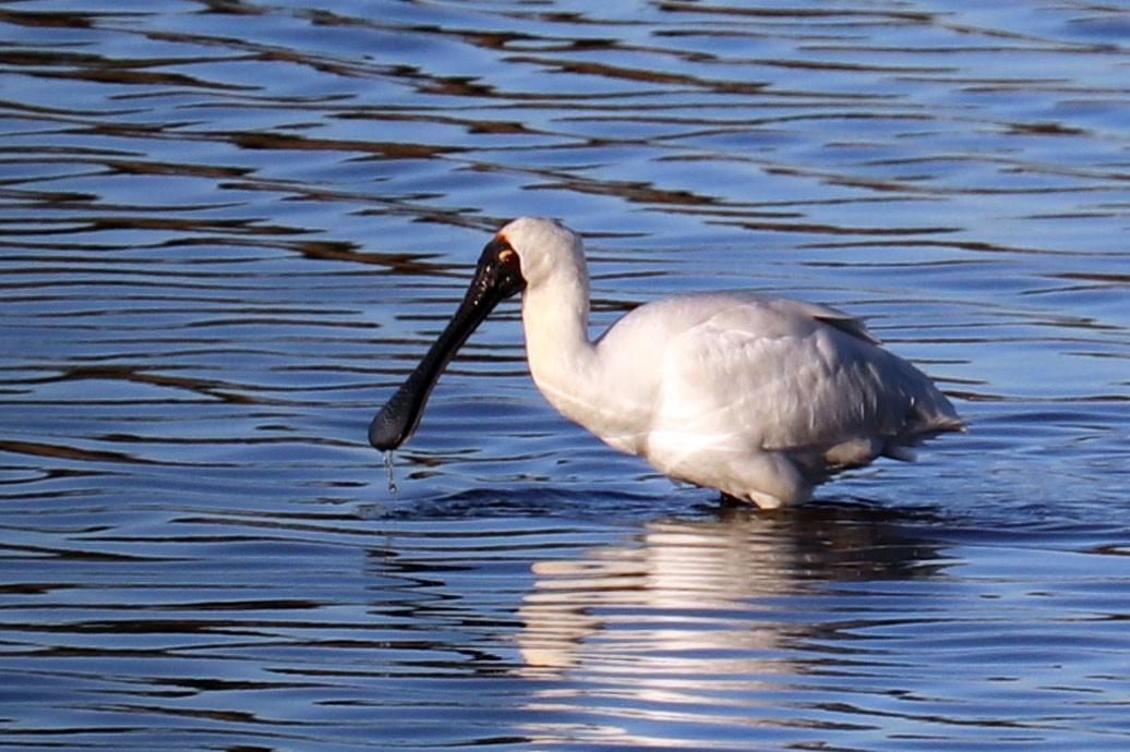 Royal Spoonbill - Roger Giller