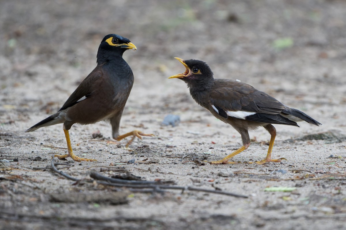 Common Myna - ML588446661