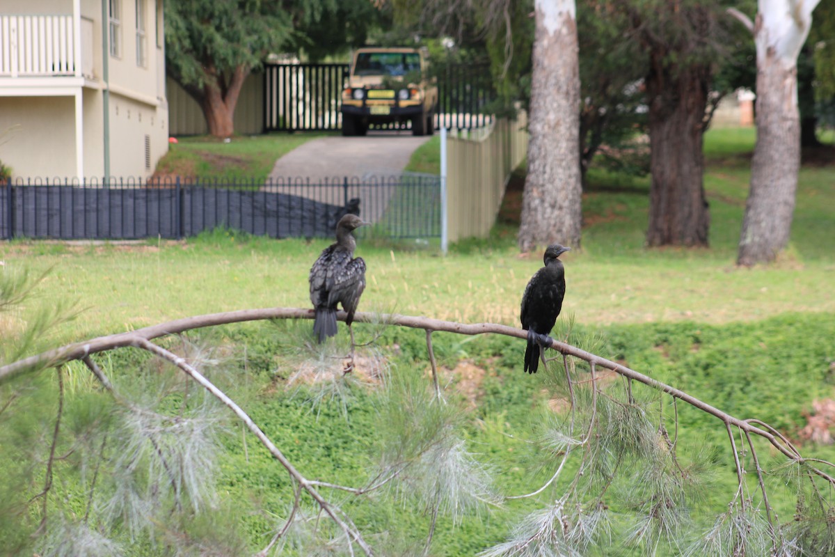 Little Black Cormorant - ML588446911