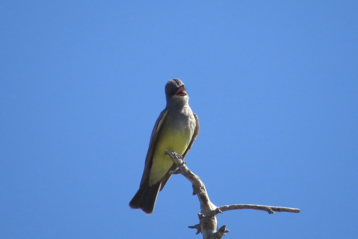 Cassin's Kingbird - ML58844991