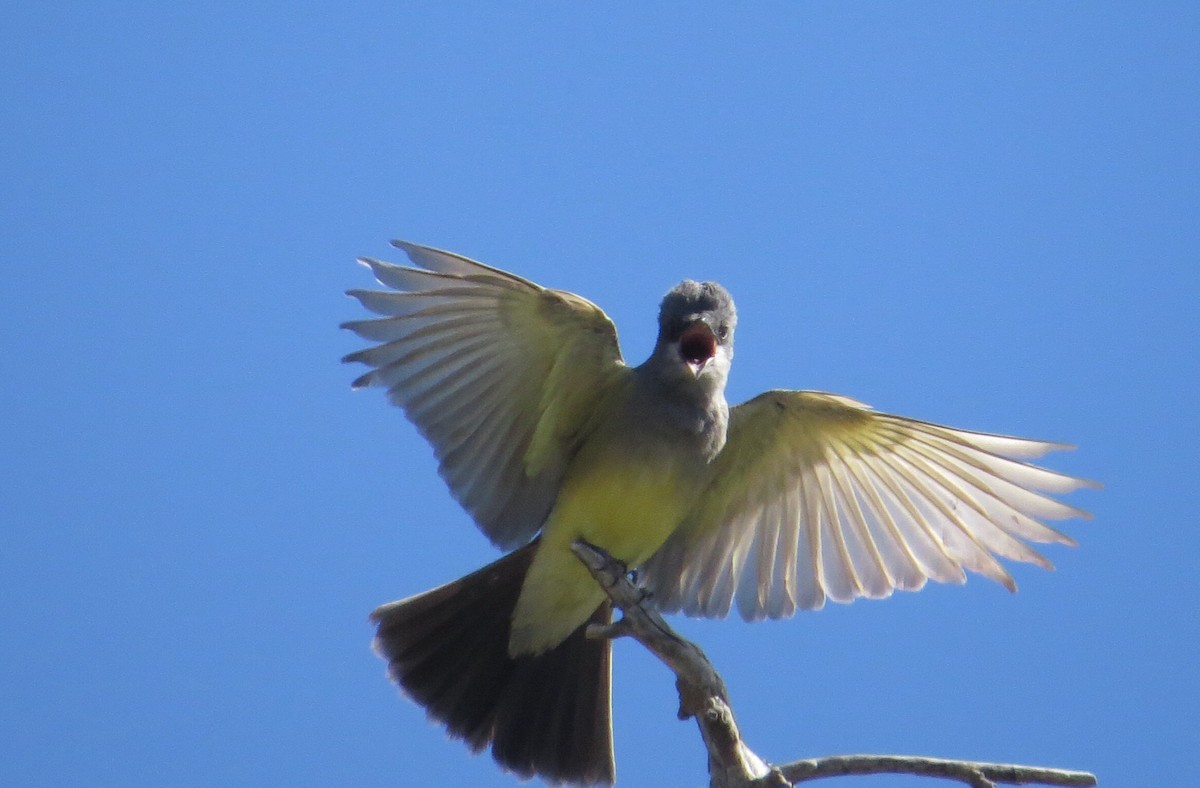 Cassin's Kingbird - Jeanne  Burns