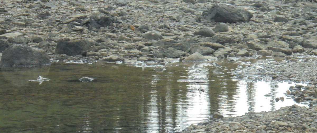 Phalarope à bec étroit - ML588450561