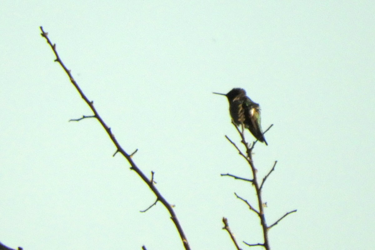 Anna's Hummingbird - ML58845091