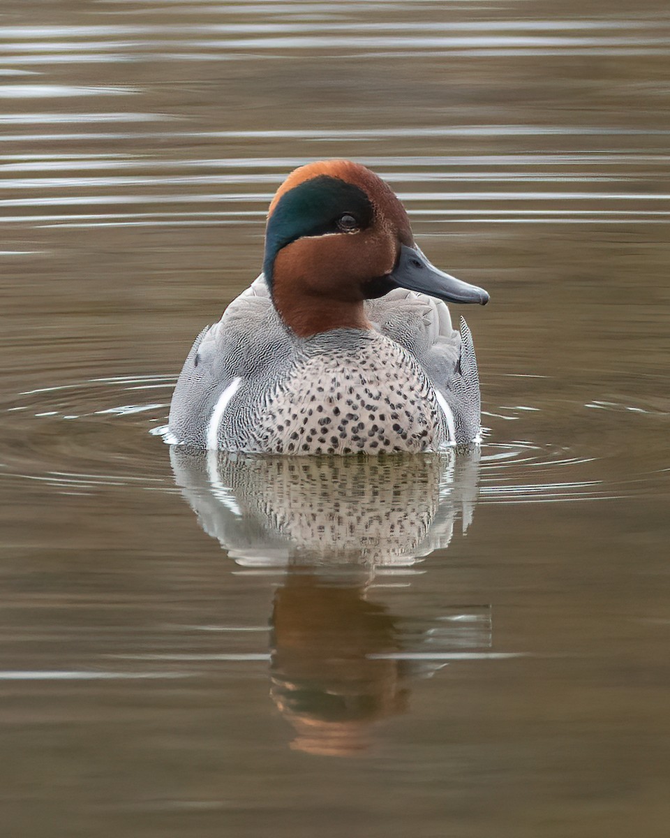 Green-winged Teal (American) - ML588451651