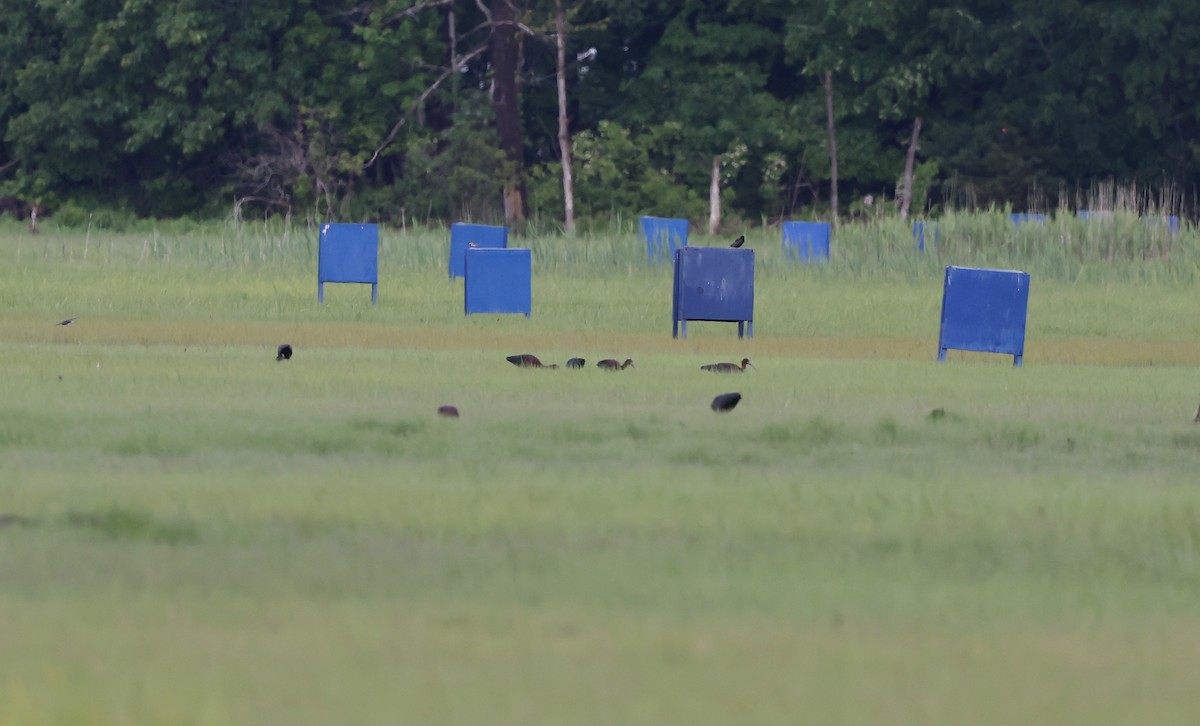 Glossy Ibis - ML588451941