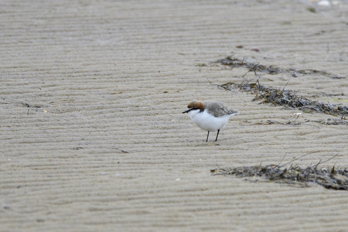 Red-capped Plover - ML588452541
