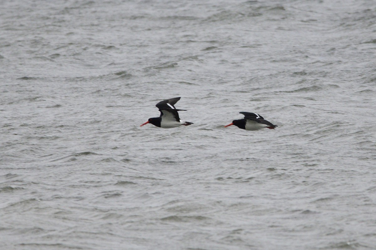 Pied Oystercatcher - ML588452601